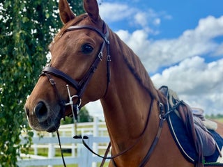 hästar FYNDA TÄVLINGSHÄST i Ekeby - Annons 16