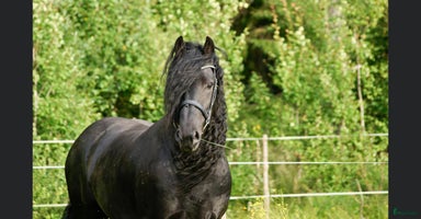  hästar i Ljung - Annons 4