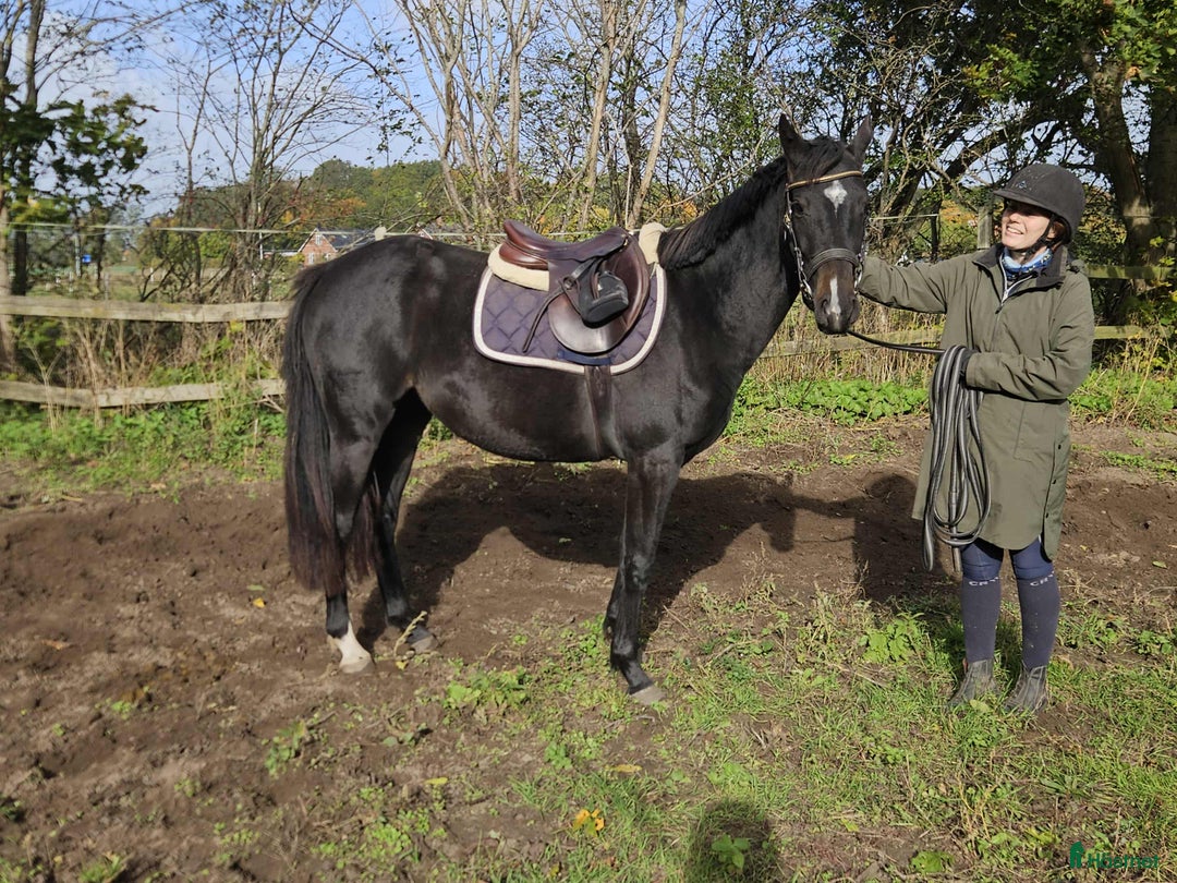  hästservice finnes: Inridning/Utbildning/omskolning - Annons 2