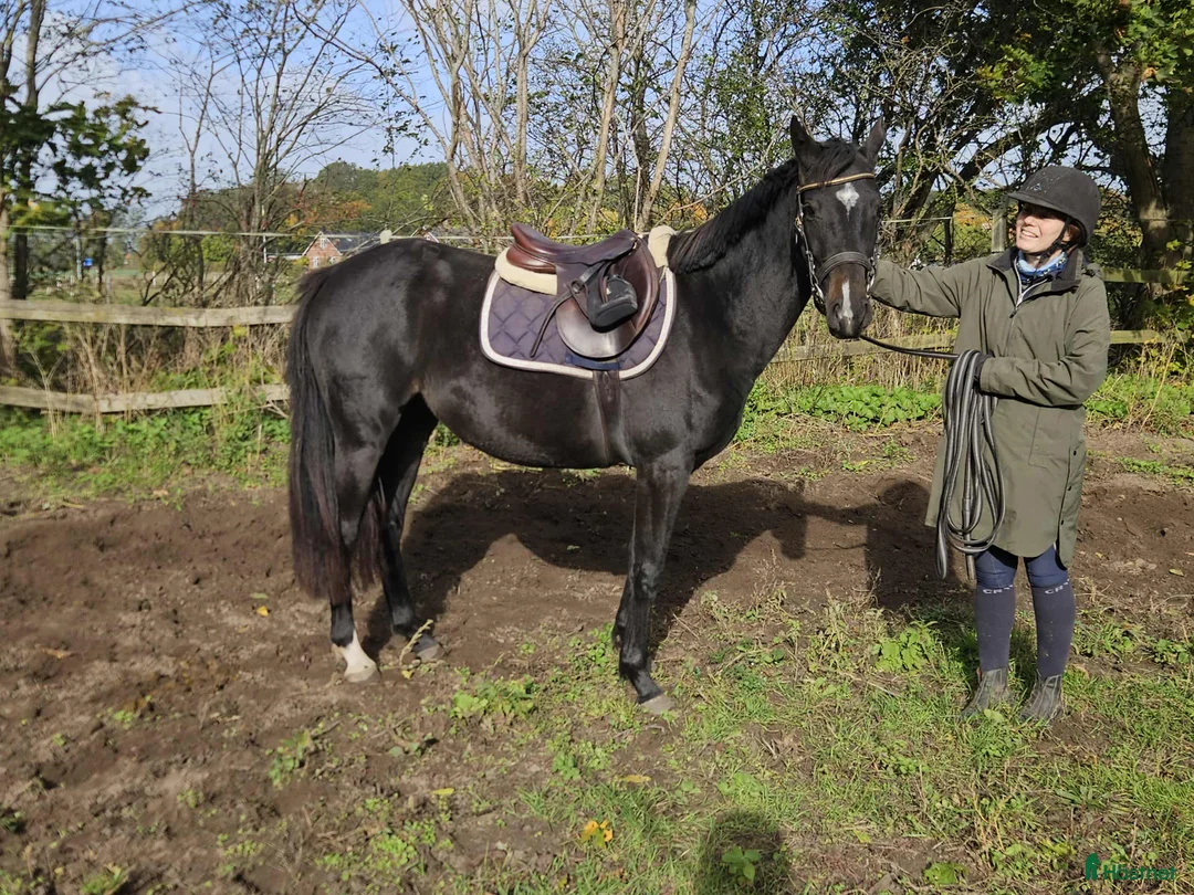  hästservice finnes: Inridning/Utbildning/omskolning - Annons 2