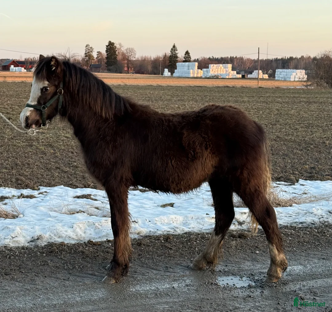 Allround hästar till salu: 2 fina Welsh Mountains!   - Annons 2