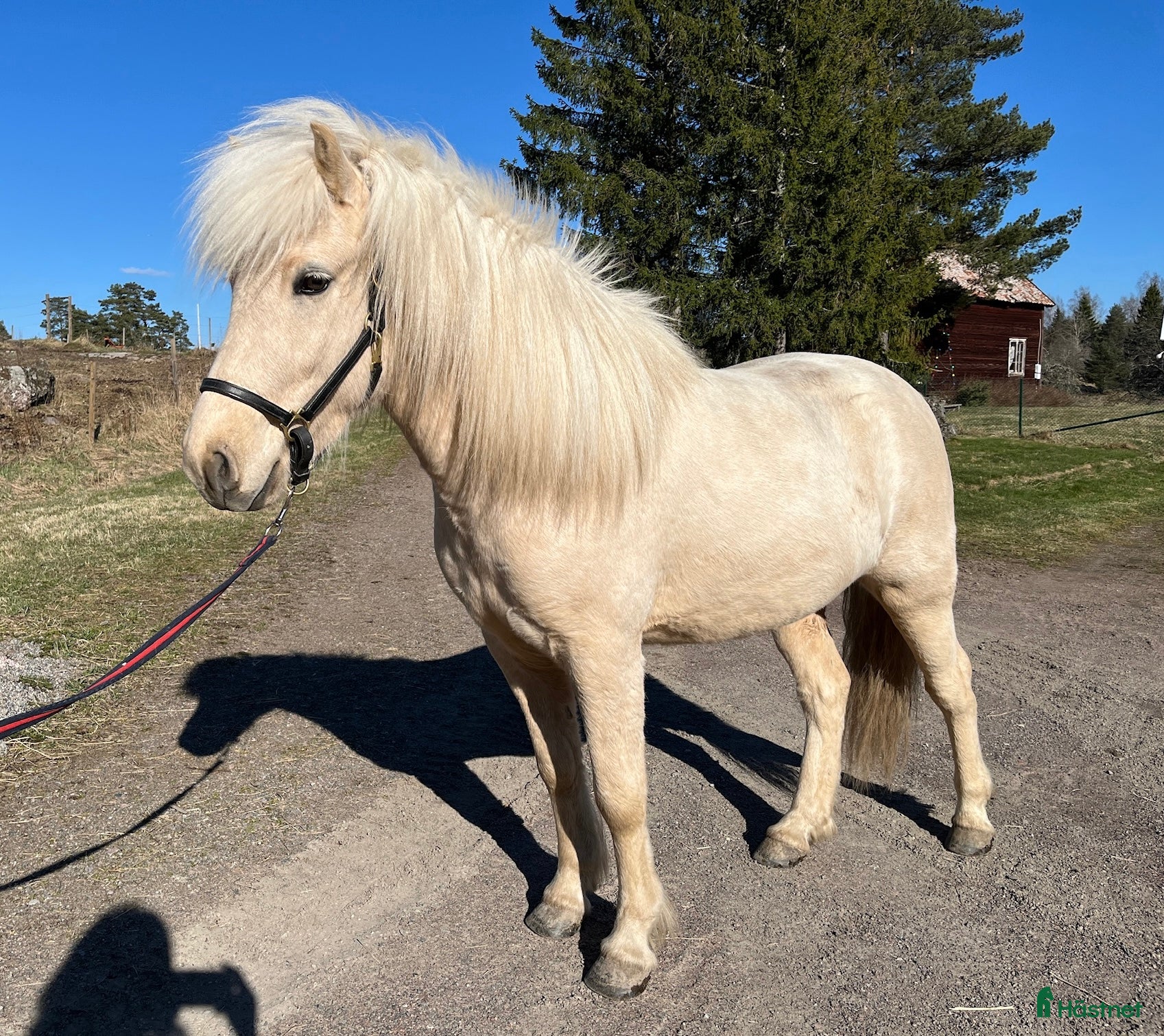  hästar Charmig isabellfärgad valack - Annons 21