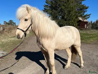 hästar Charmig isabellfärgad valack - Annons 21