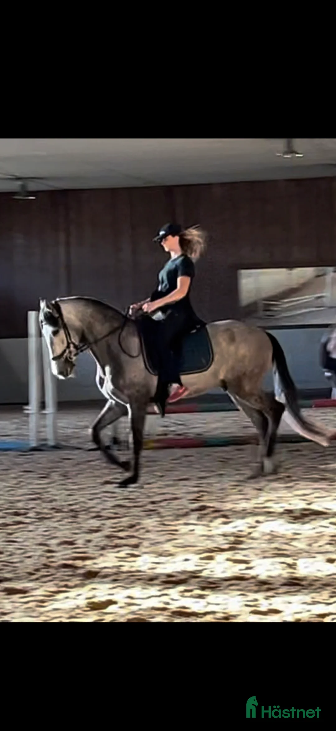 Dressyr hästar till salu: Charmig PRE-valack med stor utvecklingspotential - Annons 2