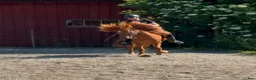 Island hästar till salu: Snygg valack, 8 år - Annons 5