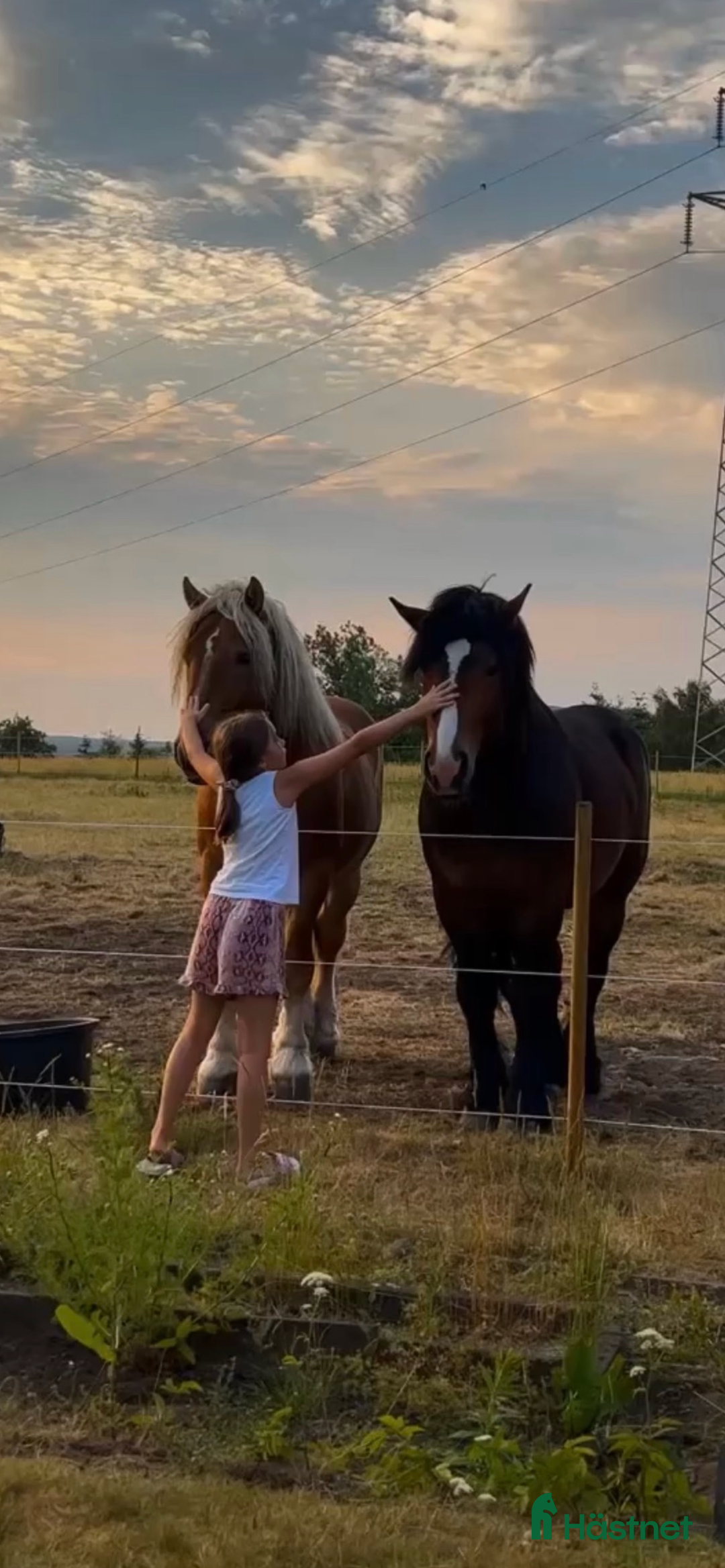 Allround hästar till salu: Två vackra hästar i Eldsberga - Annons 2