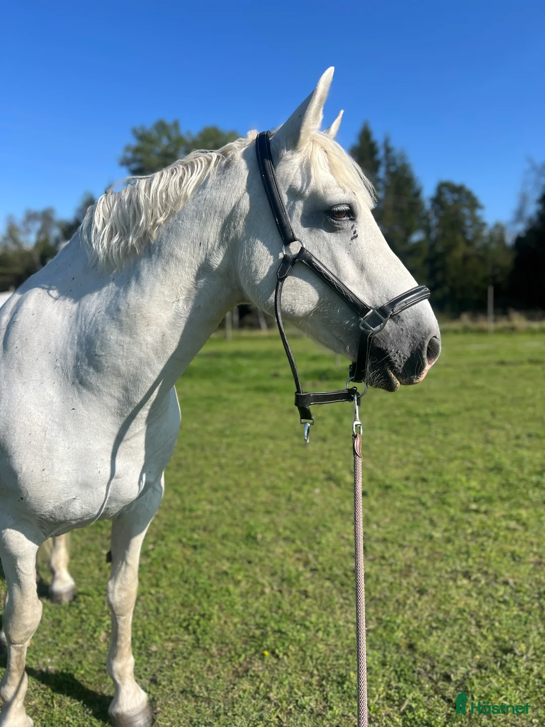 Allround hästar till salu: Pärlan söker nytt hem⭐️ i Älvängen - Annons 2