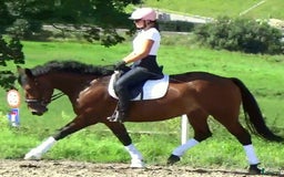 Allround hästar till salu: Gorgeous, sweet and ready for anything allrounder i Örsundsbro - Annons 8