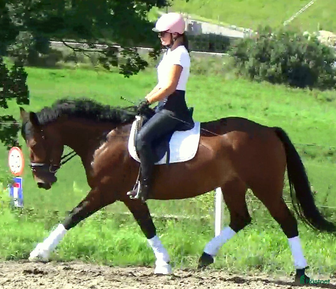 Allround hästar till salu: Gorgeous, sweet and ready for anything allrounder i Örsundsbro - Annons 8