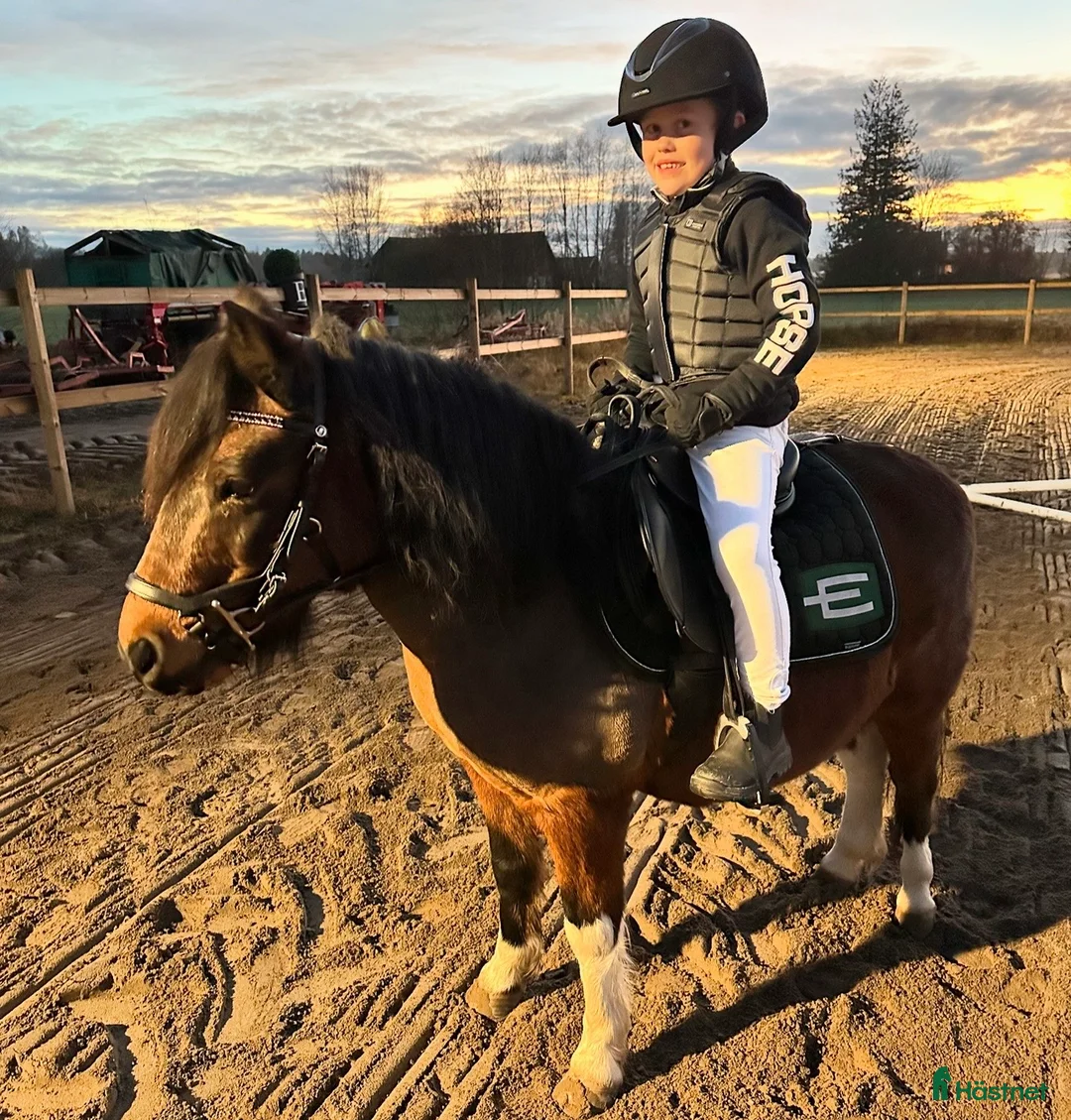 Allround hästar till salu: Den ultimata barnponnyn  - Annons 9