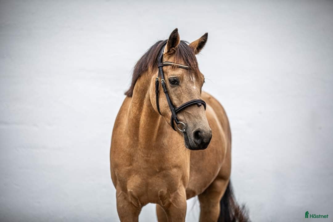 Hoppning hästar till salu: En ponny i lyxförpackning ✨️ i Eslöv - Annons 3