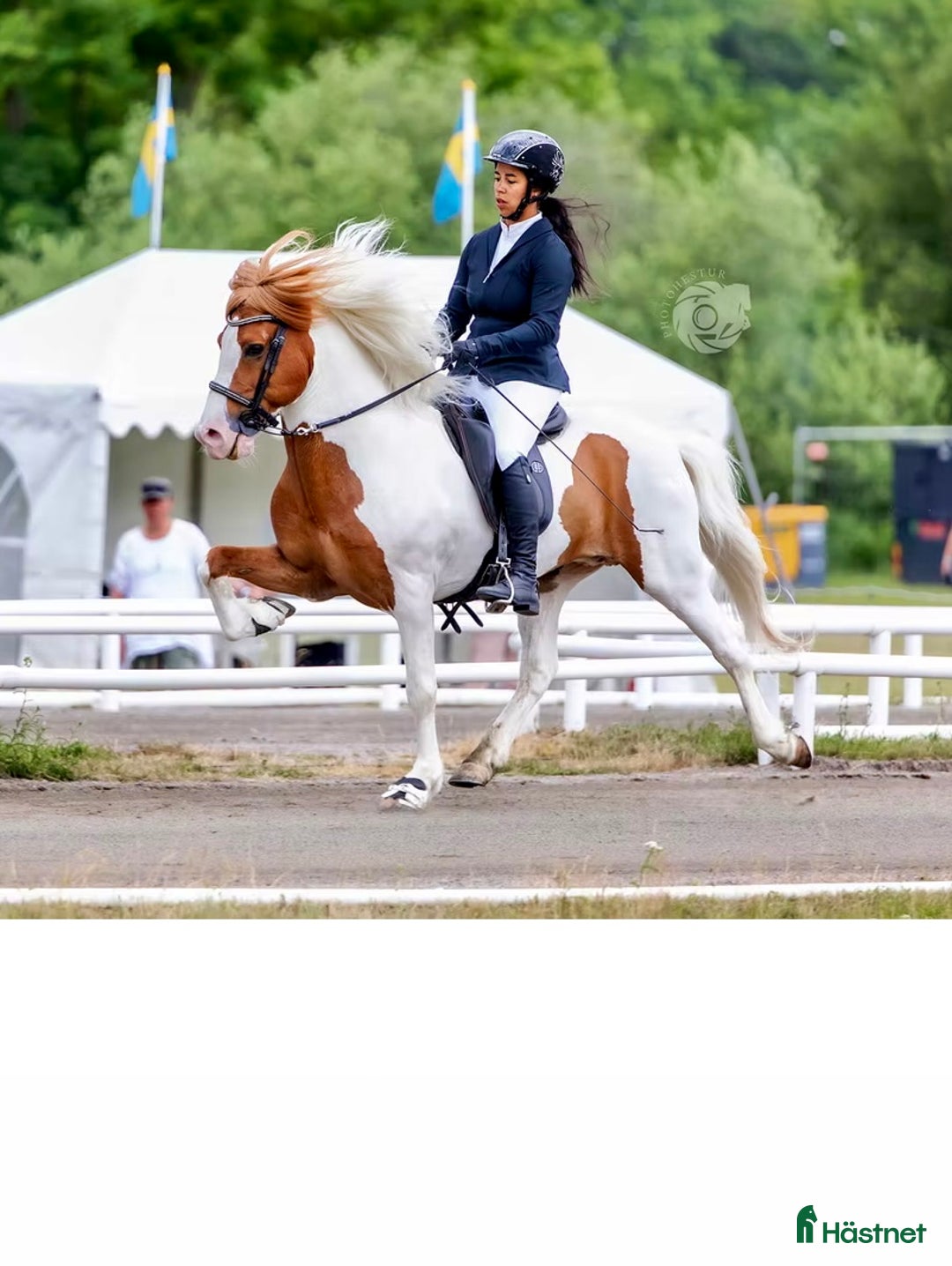 Island hästar till salu: Prissänkt!! Valkyria, E: Toppur - Annons 2