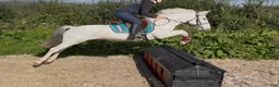 Hoppning hästar till salu: Super 138 pony - Annons 2
