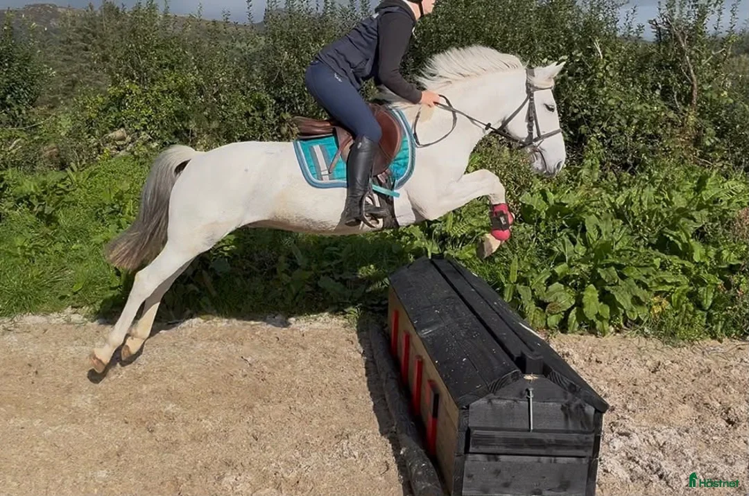 Hoppning hästar till salu: Super 138 pony - Annons 2