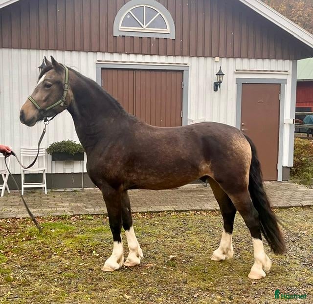  hästar till salu: Talangfull Welsh Cob  - Annons 1