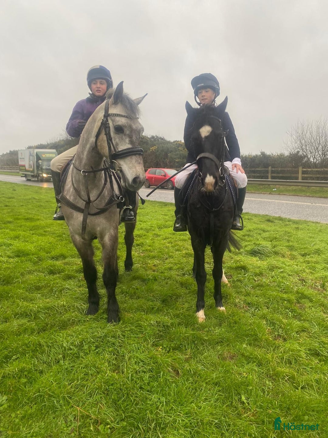 Allround hästar till salu: Supertrevlig Connemara Valack. i Ängelholm - Annons 3