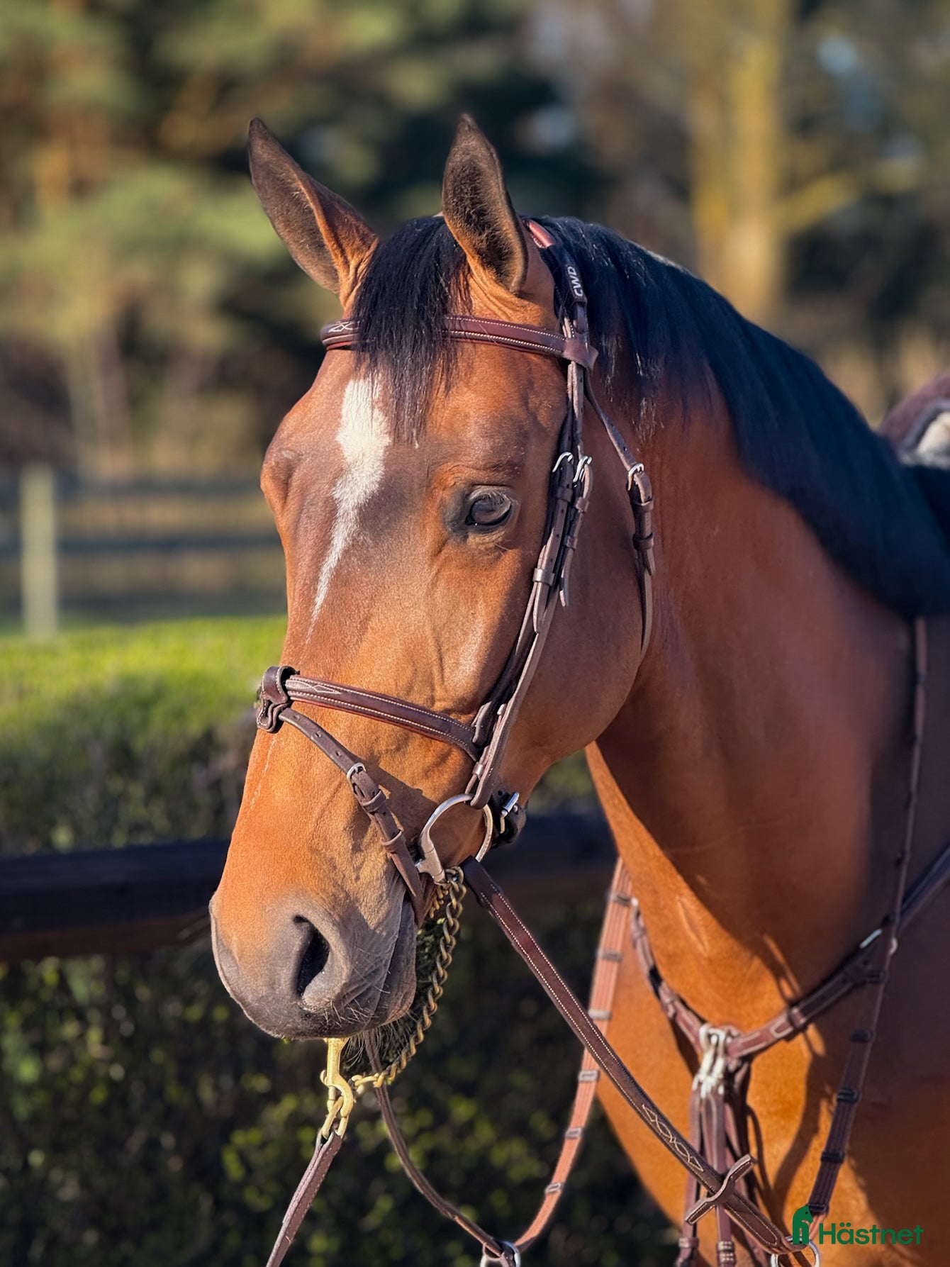  hästar Hingst 2022 Kazan - Chin Chin - Annons 3