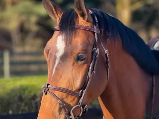 hästar Hingst 2022 Kazan - Chin Chin - Annons 4