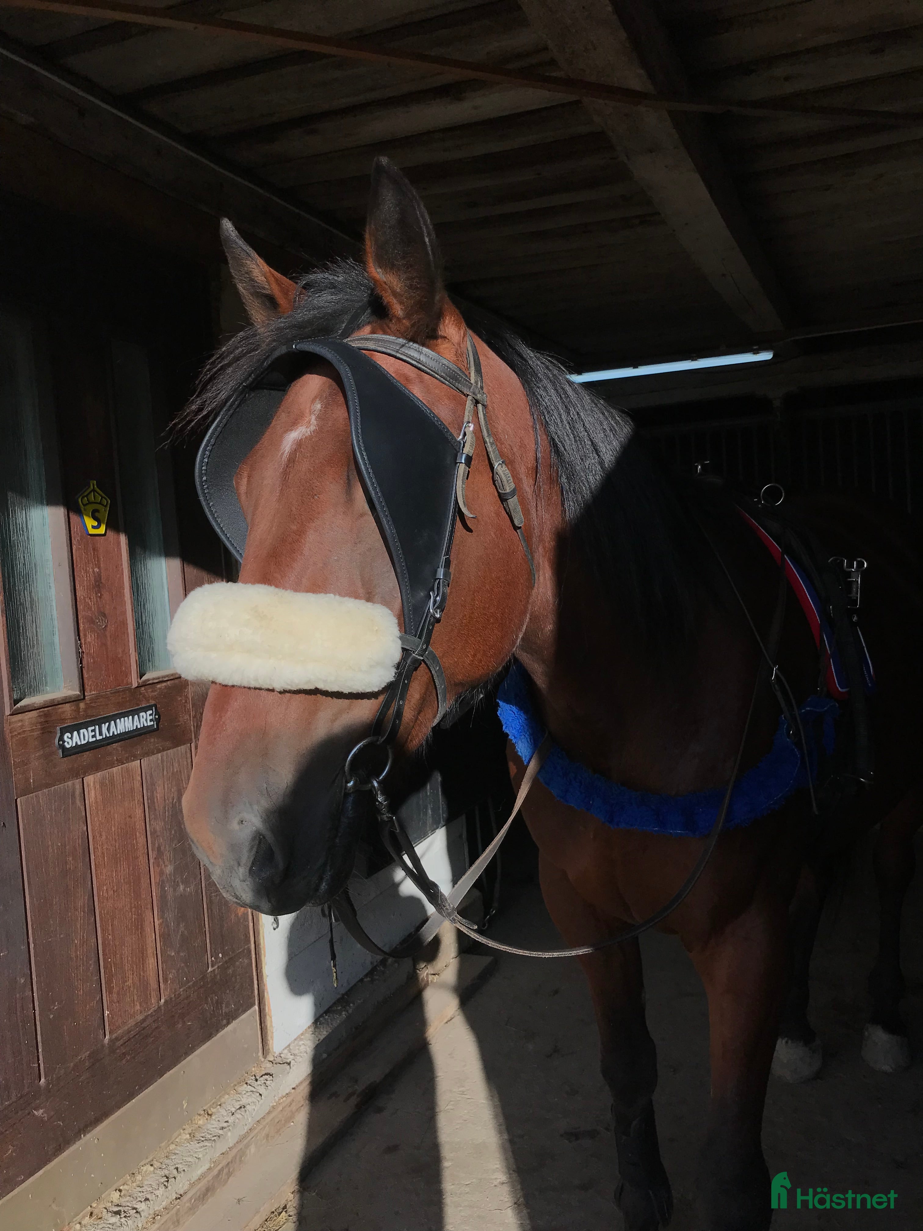 Övrig Körutrustning körning till salu: Skygglappar  i Skärplinge - Annons 23