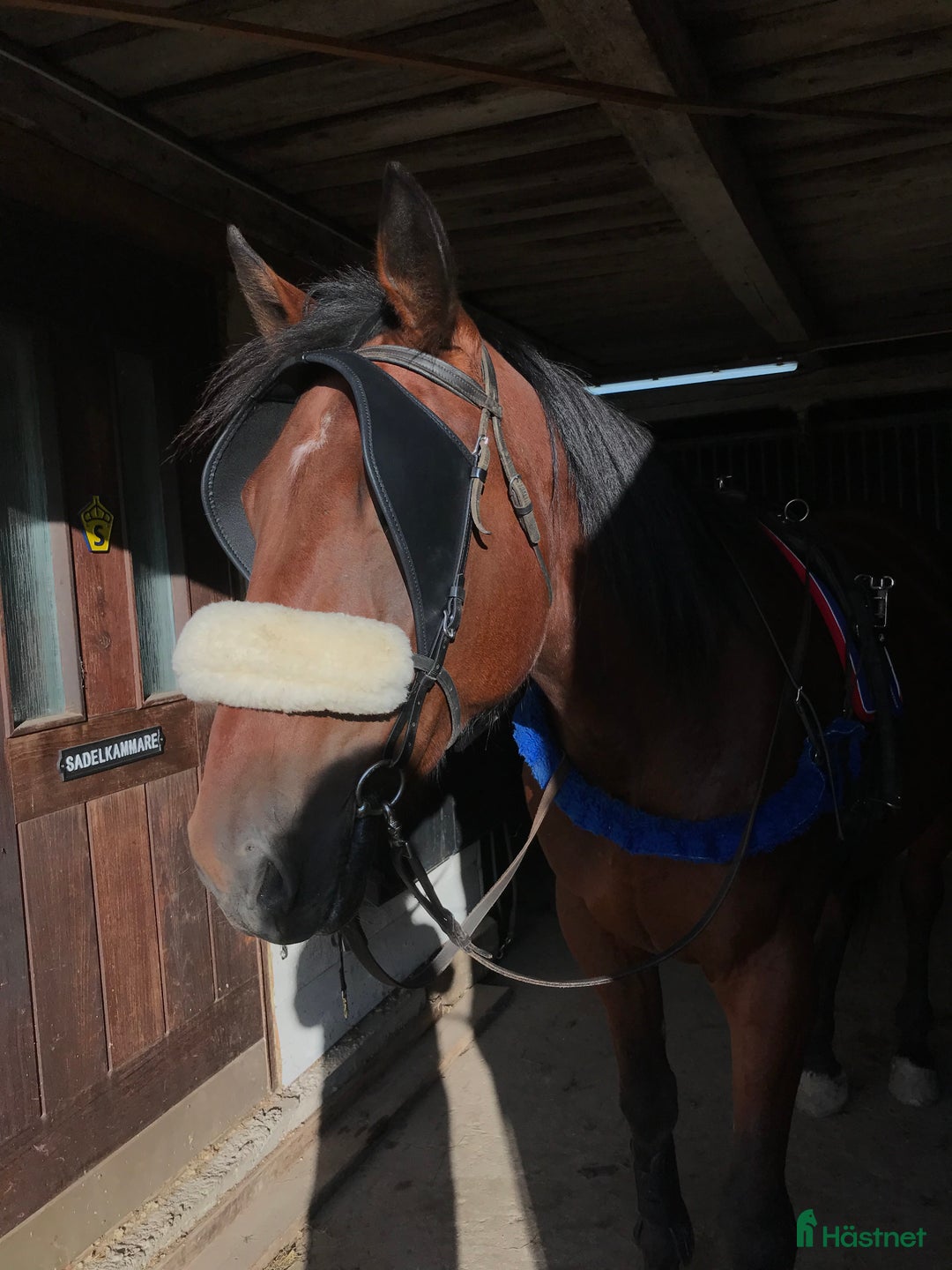 Övrig Körutrustning körning till salu: Skygglappar  i Skärplinge - Annons 1