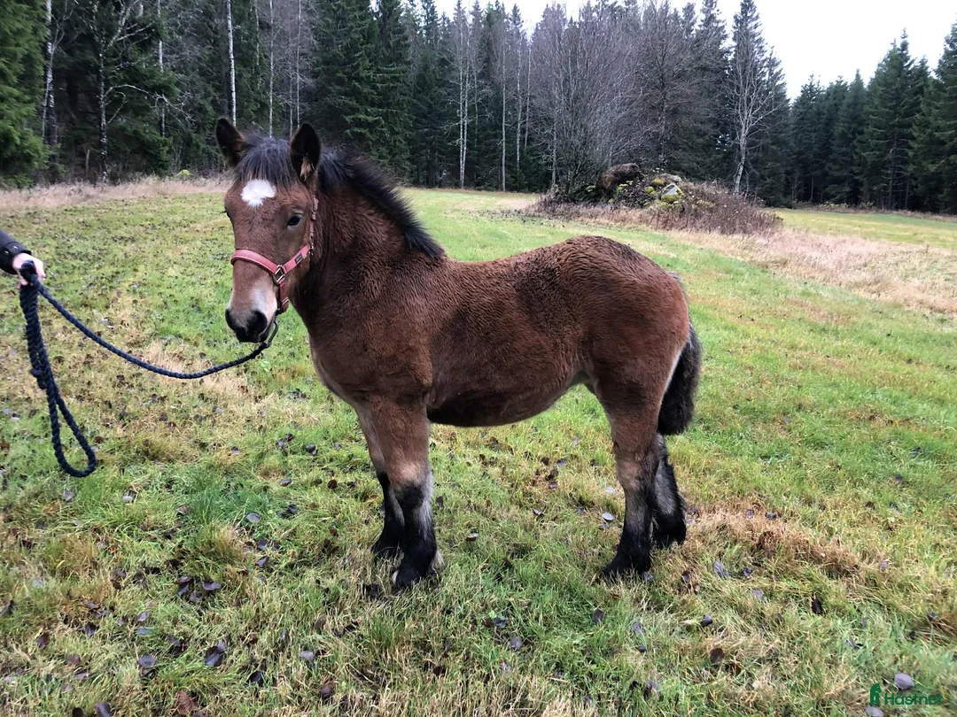 Allround hästar till salu: Mysigt ardennerföl i Tenhult - Annons 1