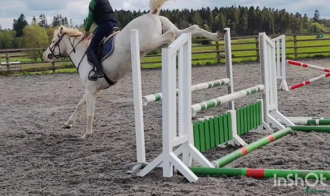 Hoppning hästar till salu: Potential top track pony  i Madrid - Annons 13