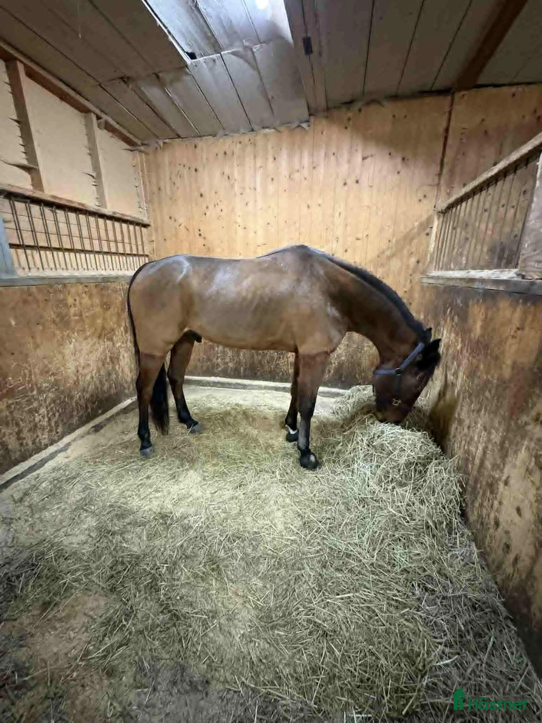 Allround hästar till salu: Ajlexes Abraxas i Falun - Annons 2