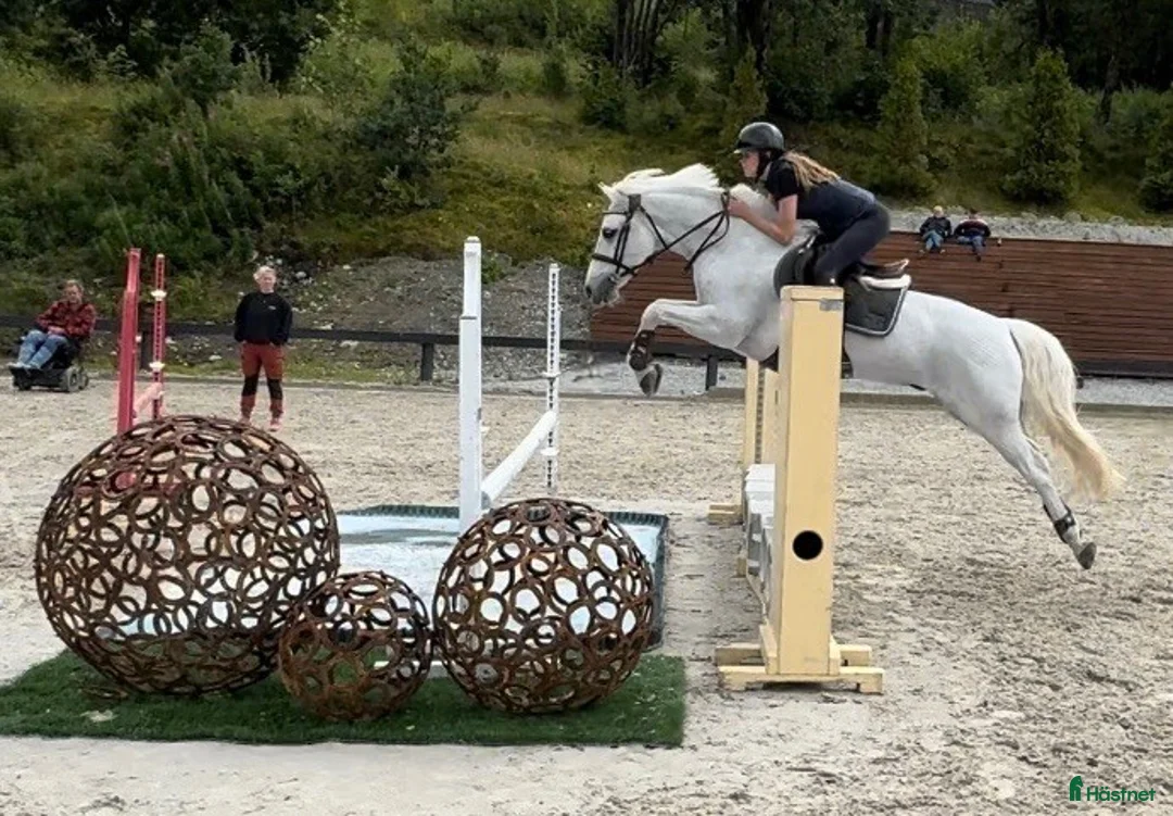 Hoppning hästar till salu: Topp kat.1 ponni til salgs i Bryne - Annons 10
