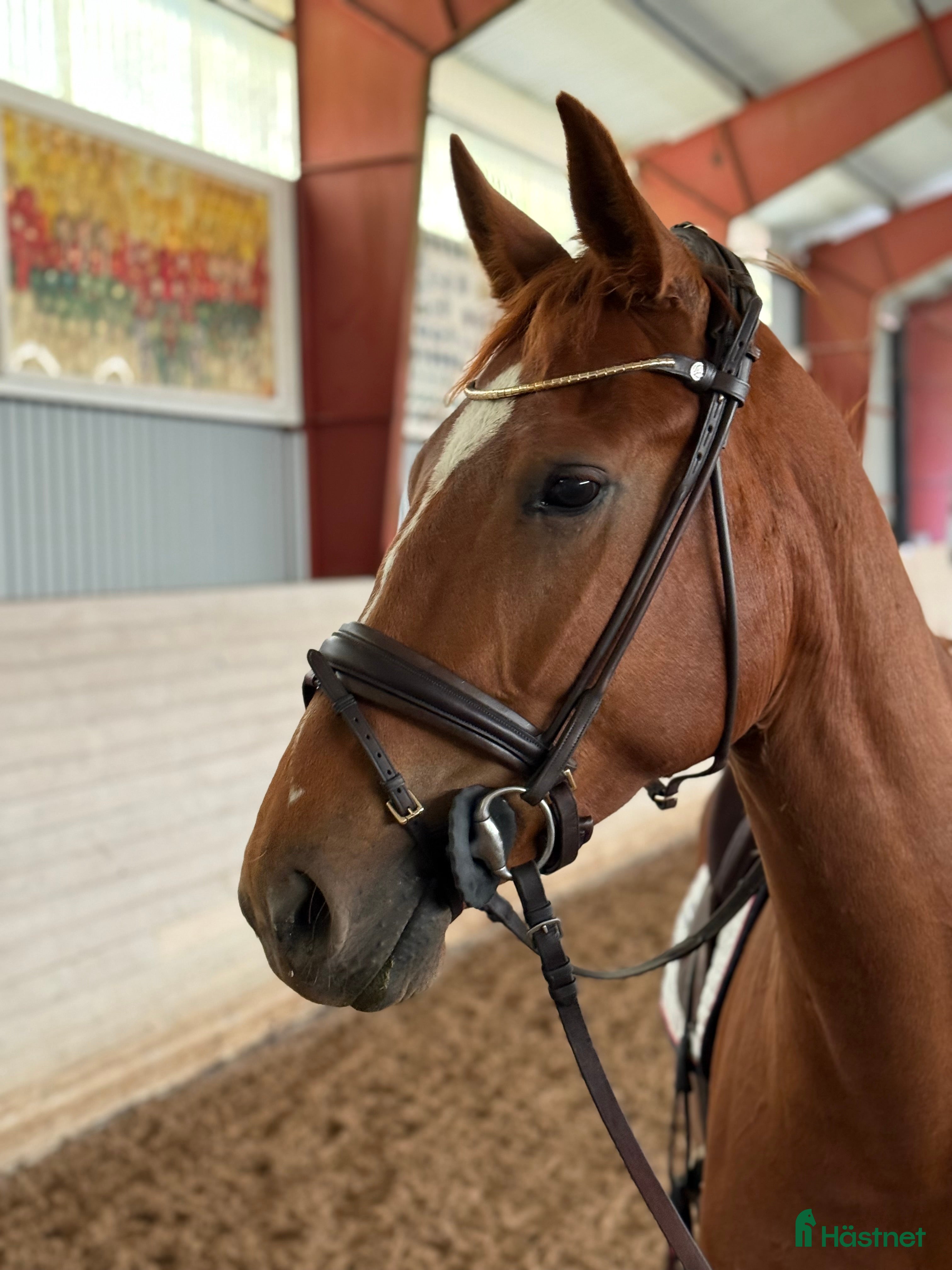  hästar Dipmlomsto med tre bra gångarter  i Sparreholm - Annons 18