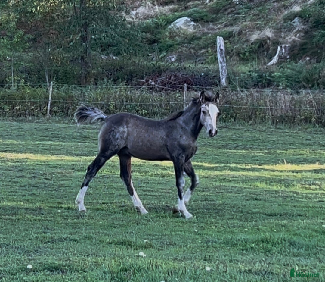 Allround hästar till salu: ⭐️ En lyxig Welsh Cob ⭐️ i Åtvidaberg - Annons 2