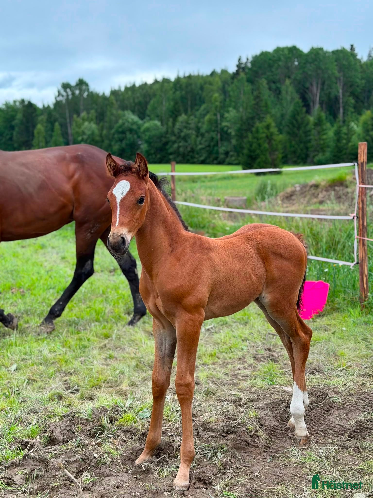  hästar Zafferano - Zhivago FWB filly for sale - Annons 1