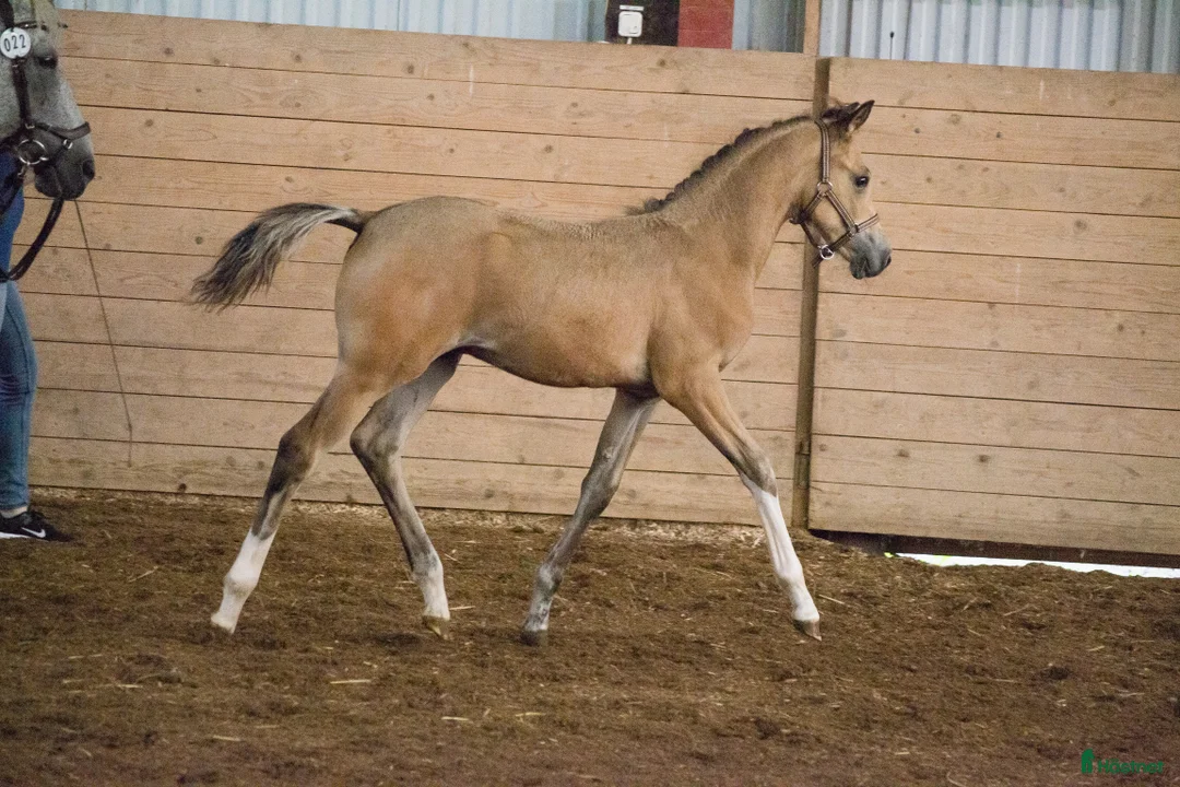 Avelshästar hästar sökes: Ridponnysto för avel/ridning - Annons 1