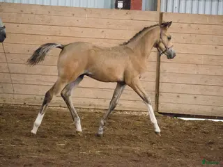 hästar Ridponnysto för avel/ridning - Annons 1