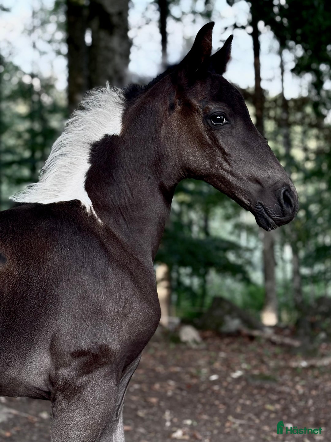 Western hästar till salu: Trygg och vänlig skäck med många möjligheter!  i Älmhult - Annons 3