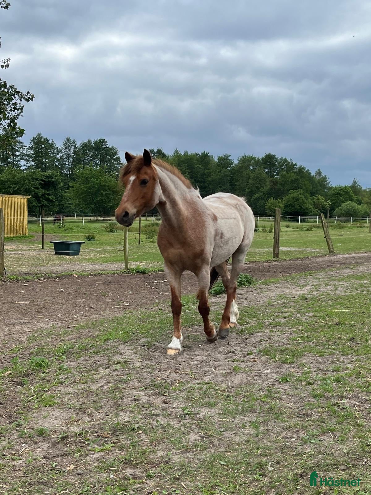  hästar Världens bästa barnponny/förstaponny - Annons 2