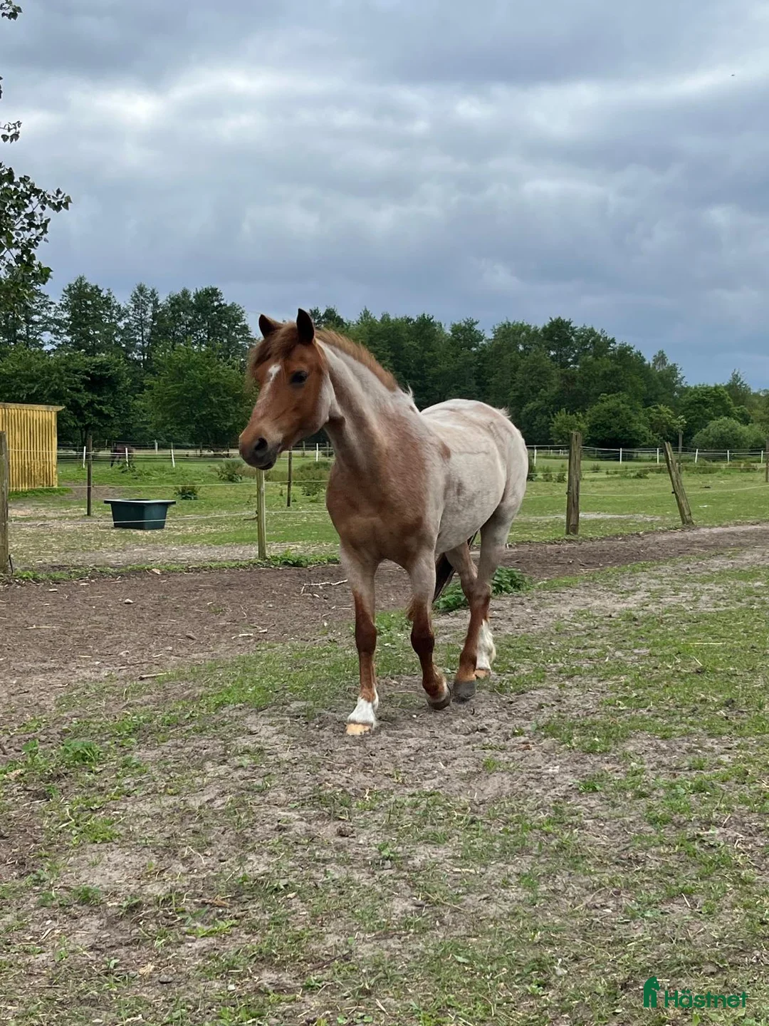Dressyr hästar till salu: Världens bästa barnponny/förstaponny - Annons 1