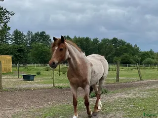 hästar Världens bästa barnponny/förstaponny - Annons 2