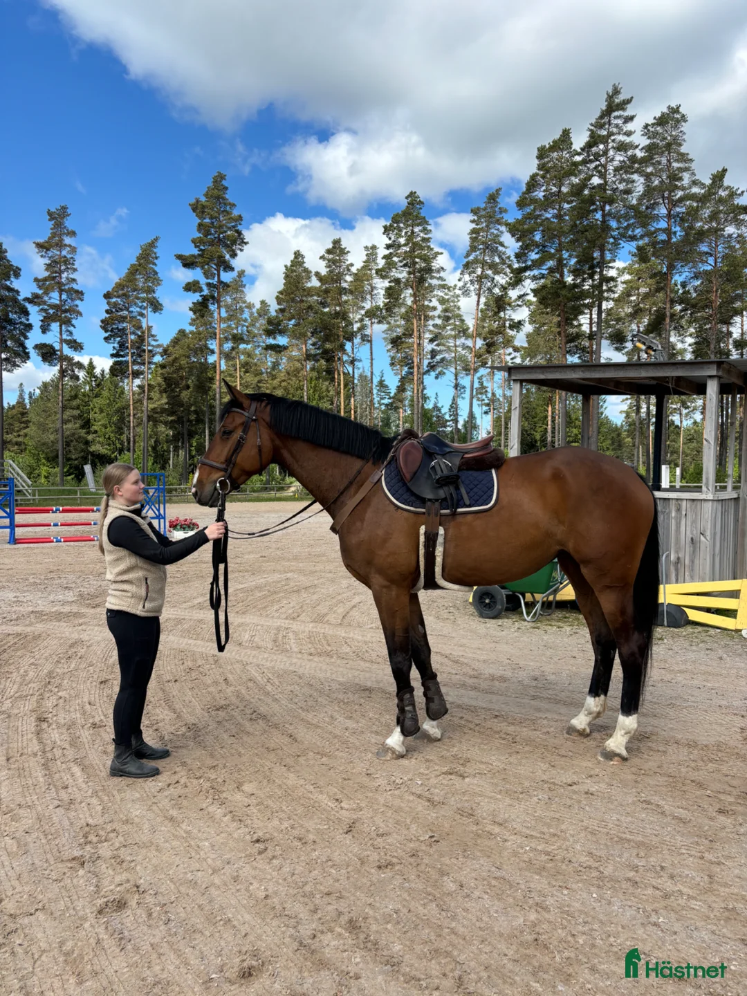 Hoppning hästar till salu: Hoppsto till salu - Annons 2