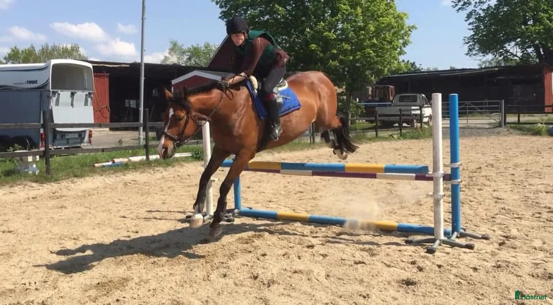 Övrigt hästar sökes: Söker efter Cheyenne i Mörrum - Annons 3