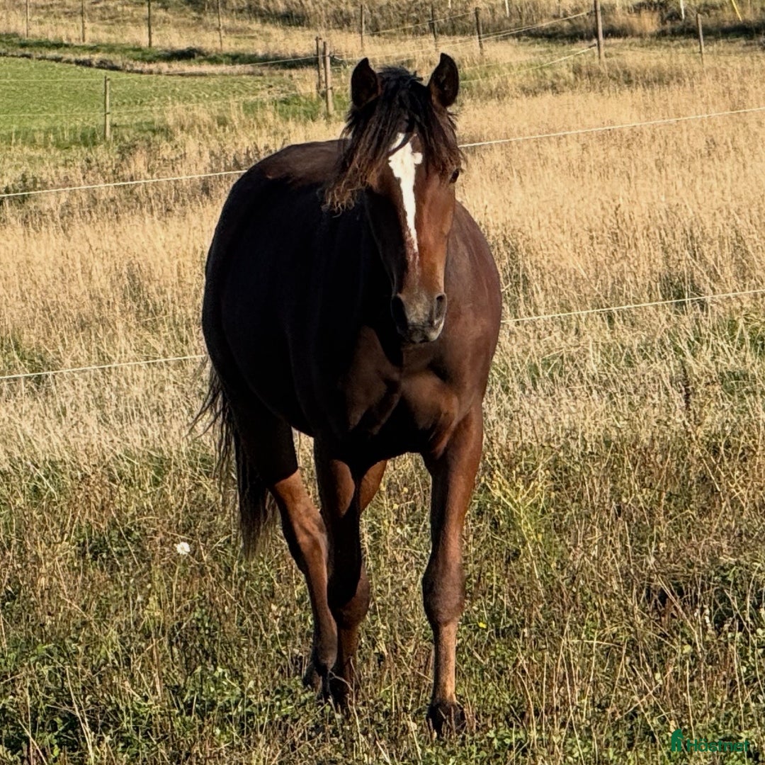 Allround hästar till salu: Blivande hopponny! i Värsås - Annons 1