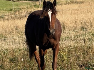 hästar Blivande hopponny! i Värsås - Annons 3