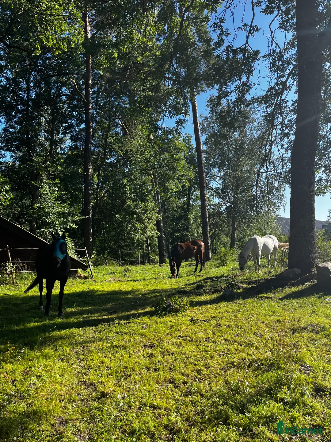  stallplats finnes: Plats finnes på lösdrift i Kungsängen  i Kungsängen - Annons 2