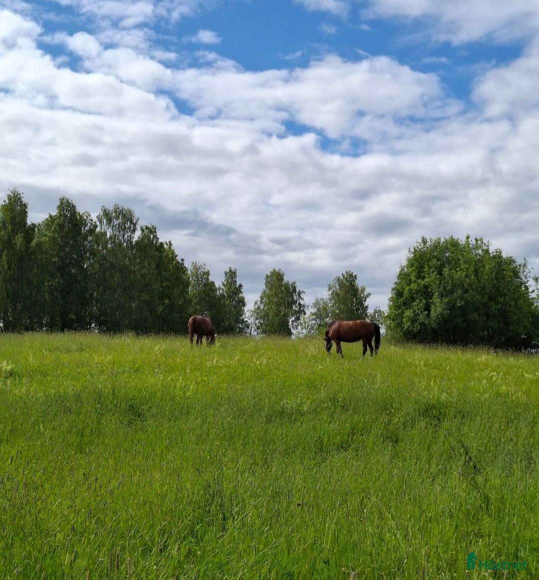  stallplats Lödriftsplats med full service - Annons 10