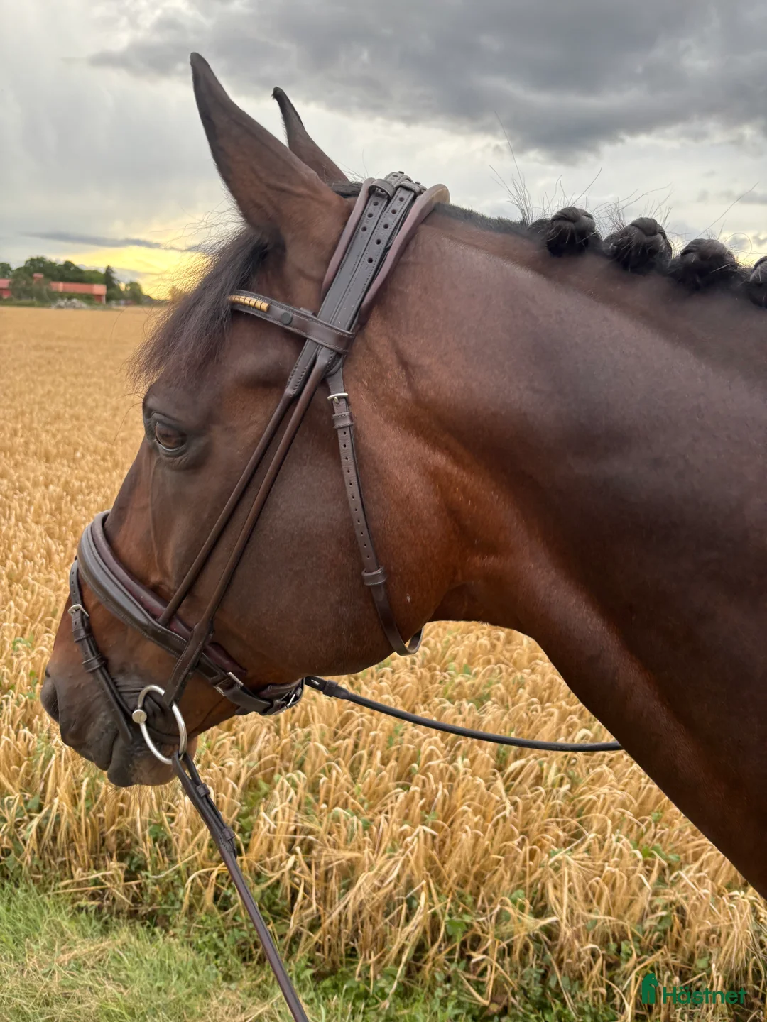 Dressyr hästar till salu: EB - Sighsten en rutinerad tävlingshäst - Annons 2