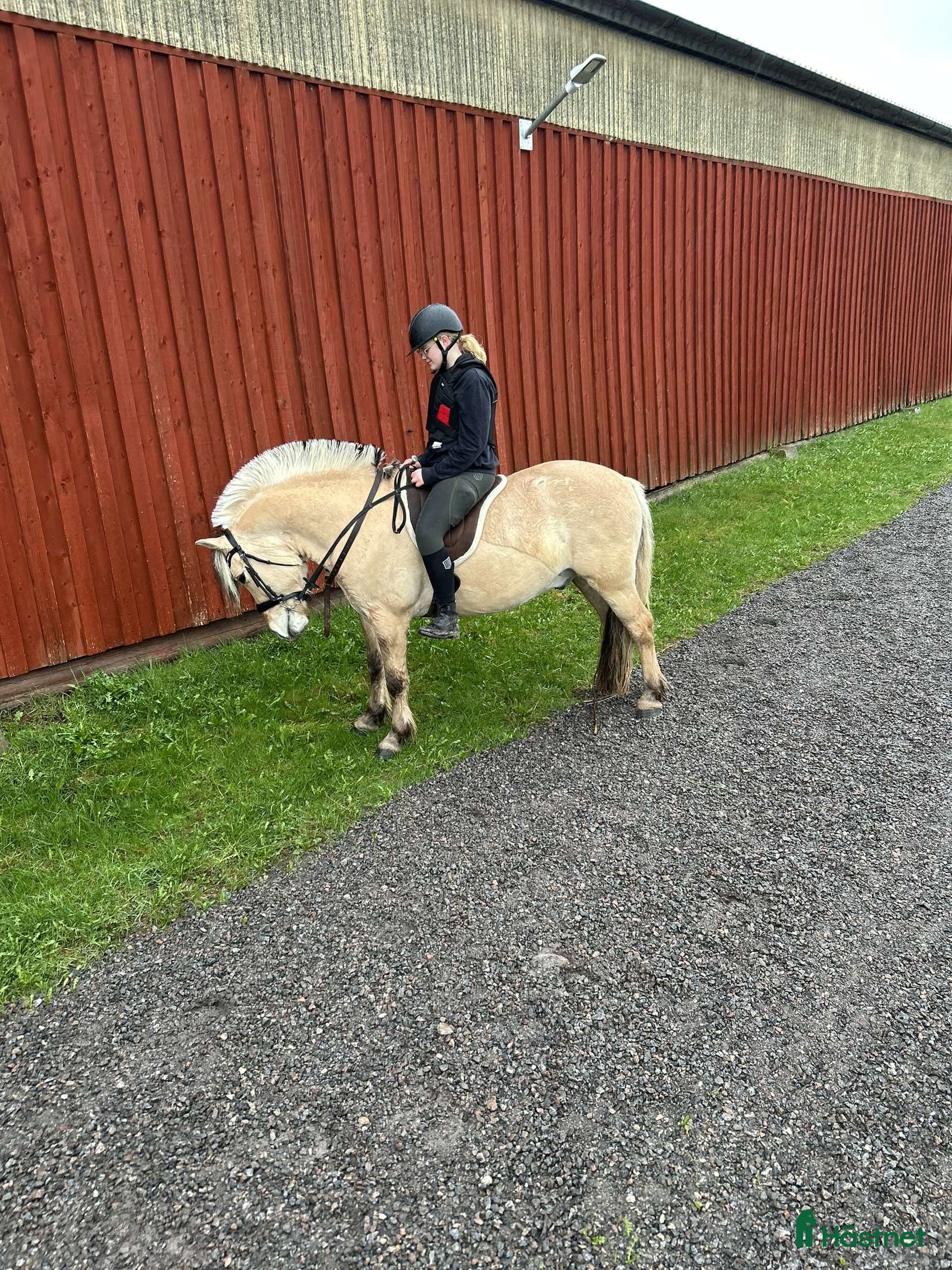  foderhäst Söker Foderhäst! - Annons 7