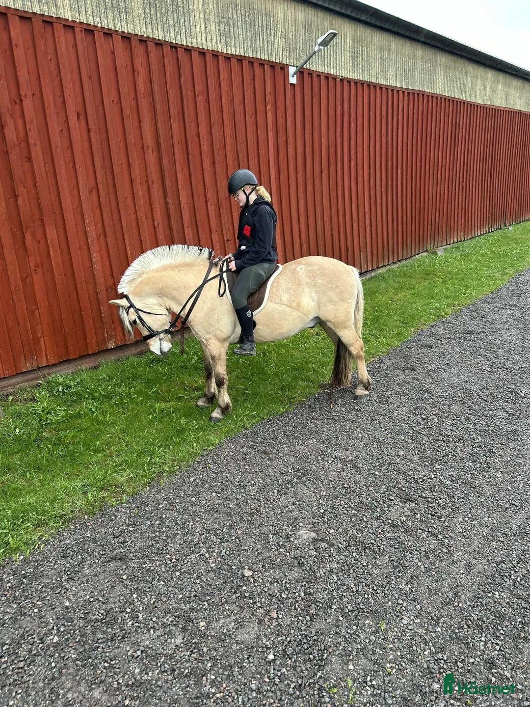  foderhäst sökes: Söker Foderhäst! - Annons 1