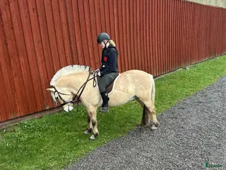 foderhäst Söker Foderhäst! - Annons 7