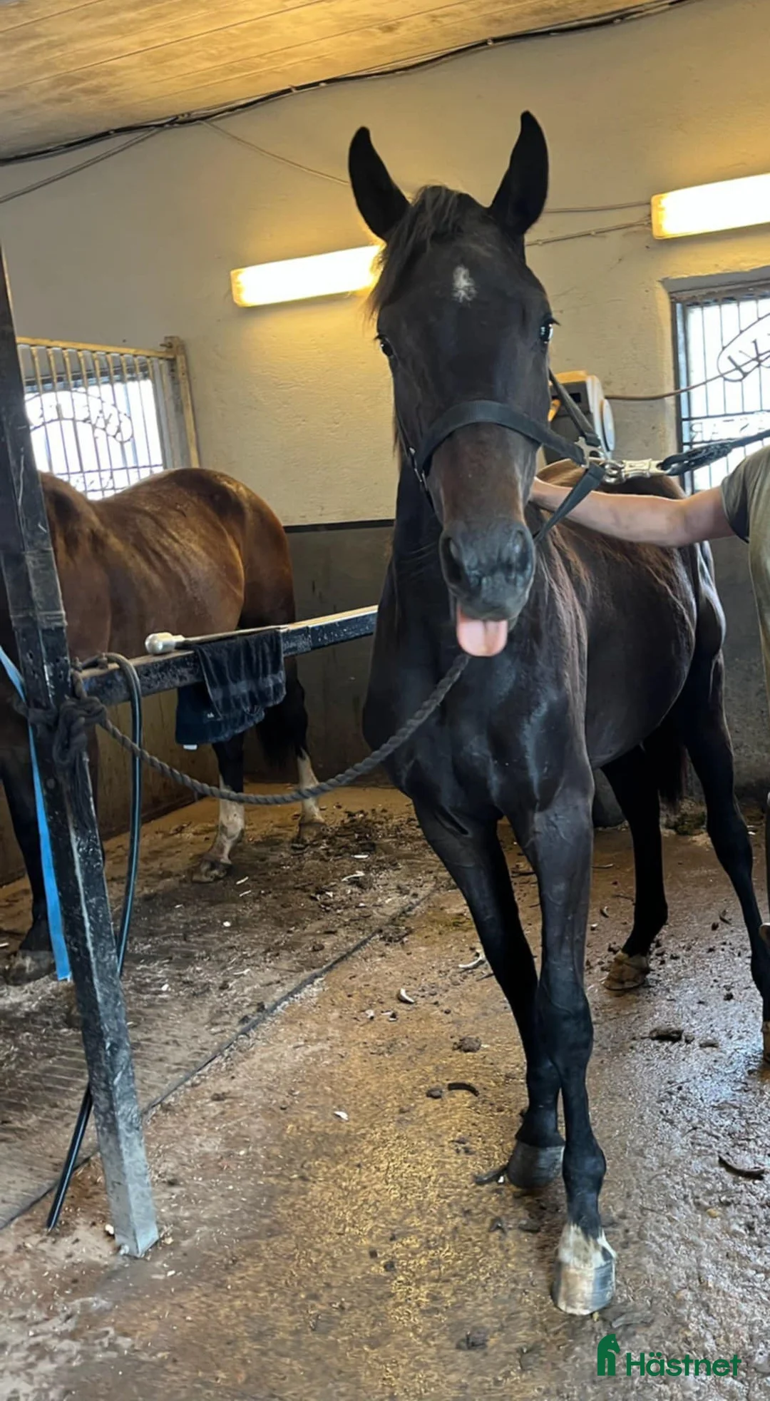 Dressyr hästar till salu: Superstiliga Axl i Bro - Annons 2