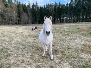 hästar Skogsmulle - Annons 8