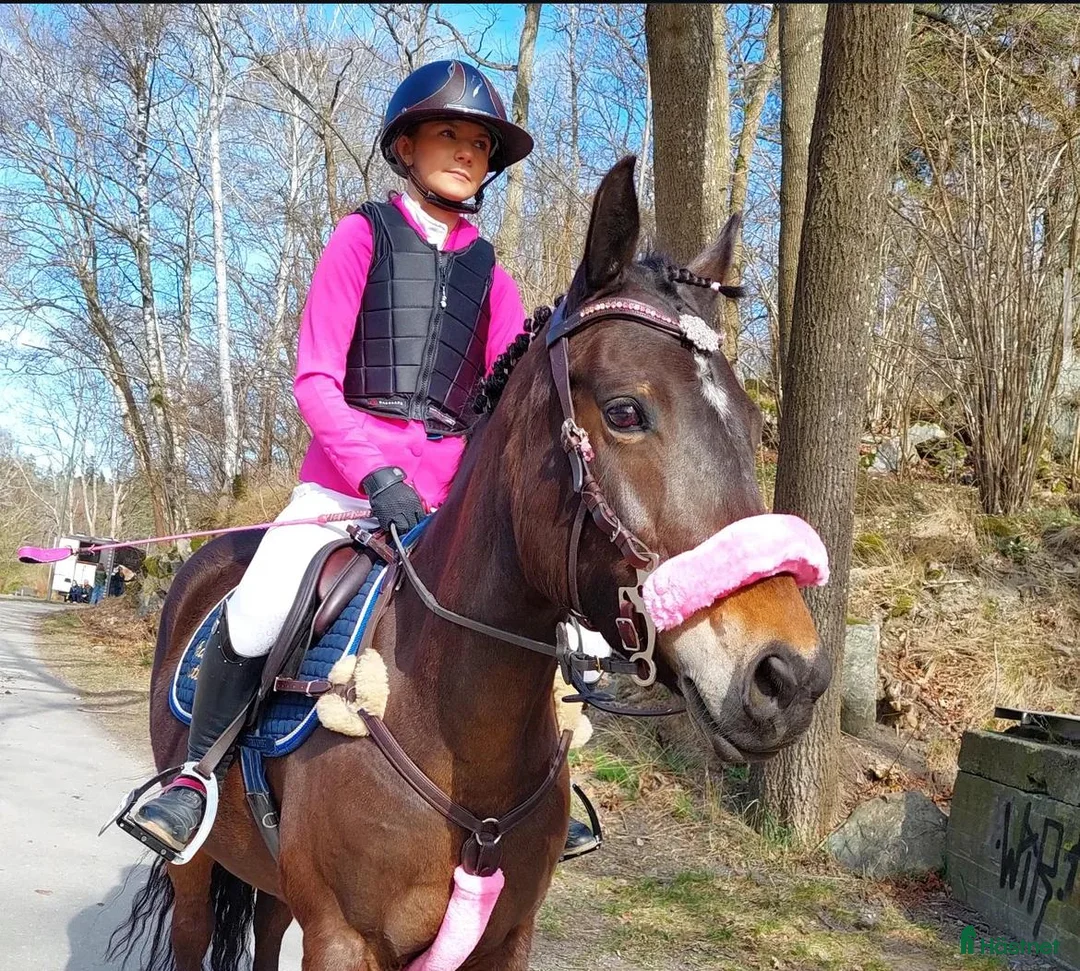Allround hästar till salu: Charmig familjeponny söker kärleksfullt hem - Annons 1